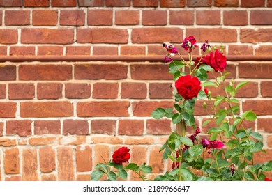 A Red Rose On A Bush Against The Background Of An Orange Antique Brick Wall.