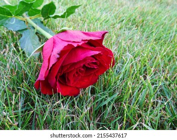 Red Rose On The Grass. Background For Deepest Condolences, Valentine's Day, Mother's Day...