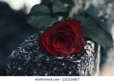 Red Rose On Grey Granite Tombstone Outdoors, Closeup