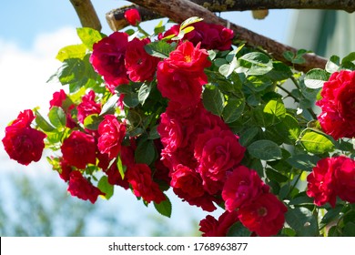 Red Rose On The Pergola In The Garden