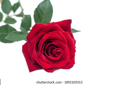 Red Rose On White Background