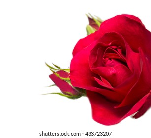 Red Rose On A White Background