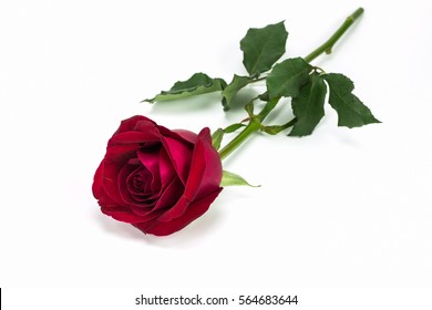 Red Rose On White Background