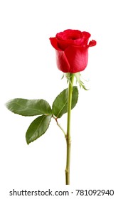 Red Rose On White Background