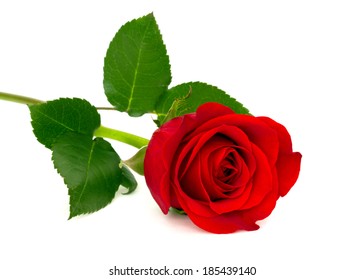 Red Rose Over White Background