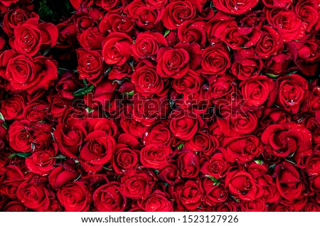 Red rose Panoramic cover banner background of beautiful rose texture,Nature background,Love and romantic Concept 