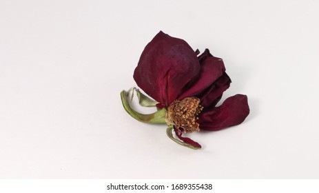 Red Rose Pedals Isolated On White BG