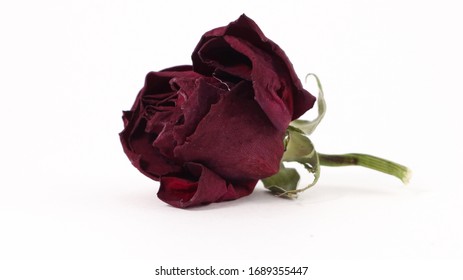 Red Rose Pedals Isolated On White BG