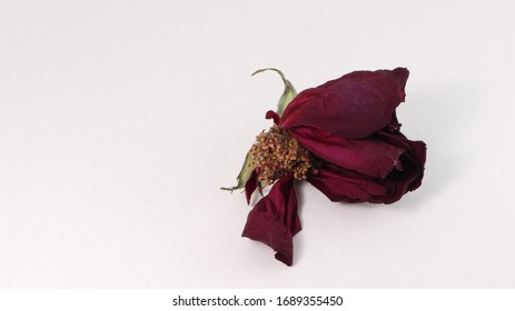 Red Rose Pedals Isolated On White BG