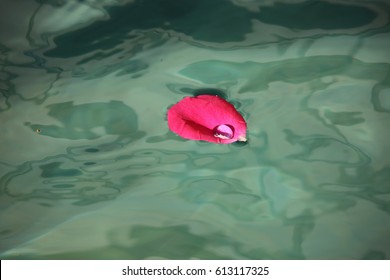 Red Rose Petal With A Drop Of Water Floating On An Iridescent Blue Water