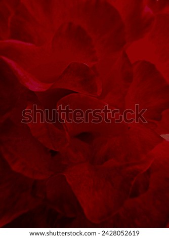 red rose petals background texture