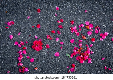 Red Rose Petals From A Boquet On The Side Of The Road