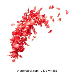 Pétalos rosa roja que