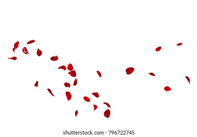 Red Rose Petals Fly In A Circle. The Center Free Space For Your Photos Or Text. Isolated White Background