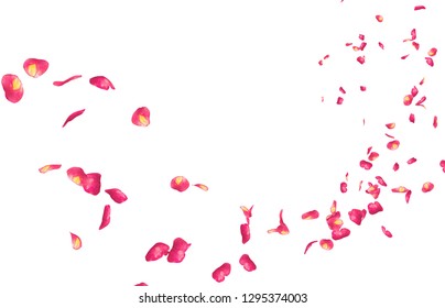 Red rose petals fly into the distance. Isolated white background