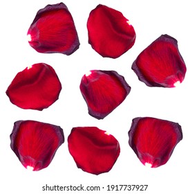 Red Rose Petals Isolated On A White Background.