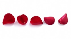 Red Rose Petals On White Background