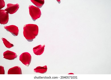 Red rose petals on a white background with space for text. Postcard.