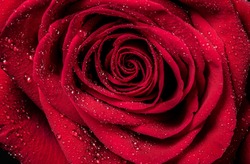 Red Rose Petals With Rain Drops Closeup. Red Rose.