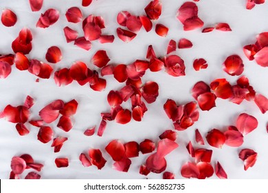 Red Rose Petals Scattered On White Bed Sheet, Top View