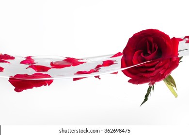 Red Rose And Rose Petals In Water