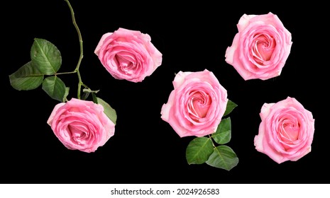 Red Rose And Pink Rose Isolated In Black Background, No Shadow With Clipping Path