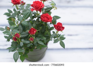 Red Rose In Pot