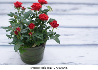 Red Rose In Pot