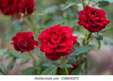 Red Rose With Raindrops Macro