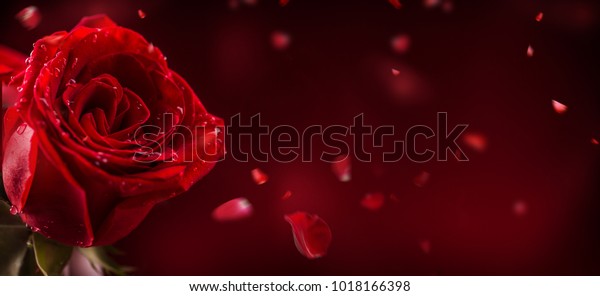 Red rose in romantic background.