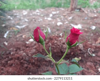 Red rose The red roses symbolize romance, love, beauty and courage.A red rosebud signifies beauty and purity.