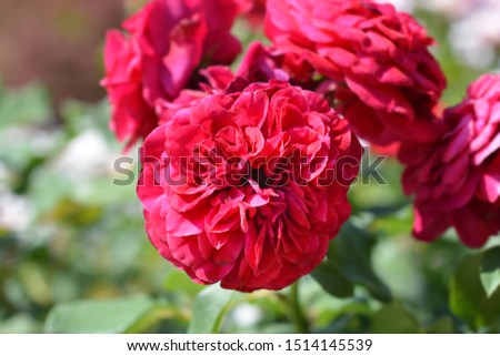 Red Rose Rouge Meilove - Latin name - Rosa Rouge Meilove