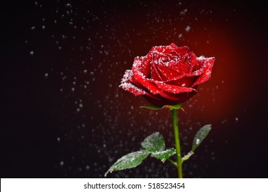red rose and snowflakes falling over