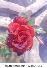 a  red rose with a tiny droplets