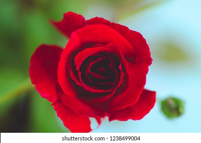 Red Rose Top View Stock Photo 1238499004 | Shutterstock