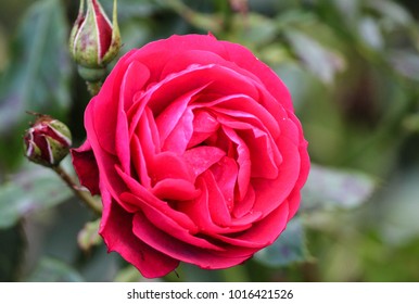 Red Rose, Victoria Park, Glasgow, Scotland