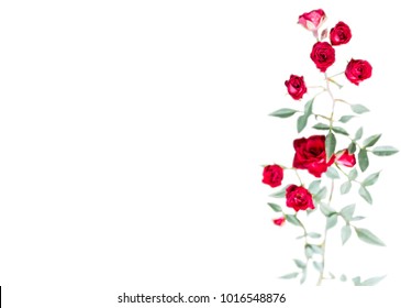 Red Rose Vine Isolated On White Background. Little Flower With Green Leaves And Branch Be Relationship Of Lover.