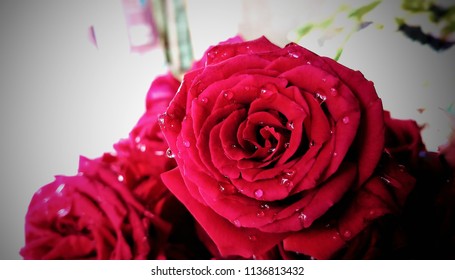 Red rose ,Water drop on red rose ,
Location-Jaleswar,Odisha 