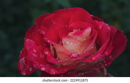 Red Rose With Water Droplets