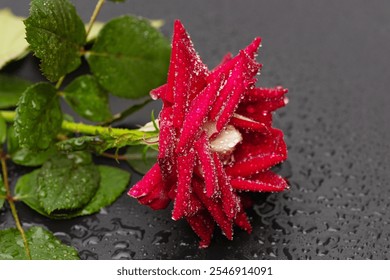 red rose with water droplets on black background - Powered by Shutterstock