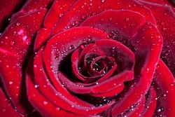 Red Rose With Water Drops. Macro Shot With Shallow Depth Of Field.