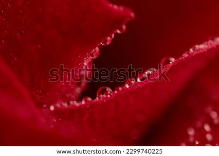 red rose with waterdroplets, concept of freshness and morning dew, abstract texture picture