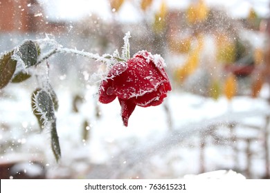 Red Rose In The Winter Garden. Winter Rose And Snow. Winter Garden.