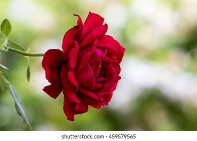 A Red Rose, Winter Park, Orlando, Florida