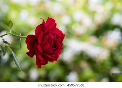 A Red Rose, Winter Park, Orlando, Florida