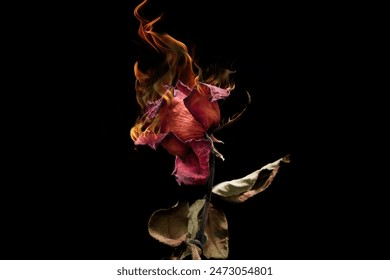 The red rose withered, burning	 - Powered by Shutterstock