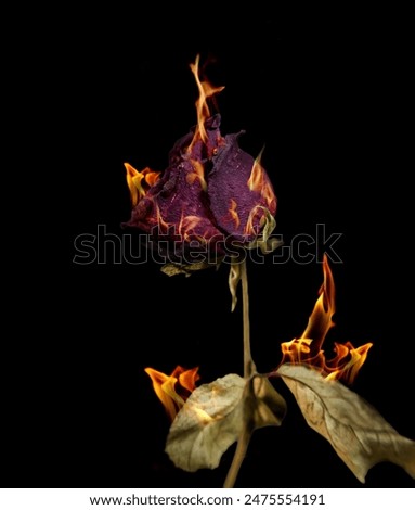 The red rose withered, burning	
