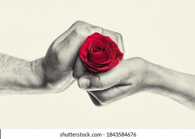 Red rose in woman and man hands. Concept of love, gift giving, courtship. Black and white.  - Powered by Shutterstock