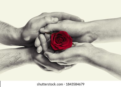 Red Rose In Woman And Man Hands. Concept Of Love, Gift Giving, Courtship. Black And White. 