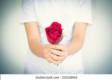 red rose with woman's hands